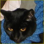 twirly scarfed cat